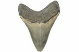 Serrated, Fossil Megalodon Tooth - South Carolina #234532-1